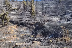 A forest destroyed by fires in Medea province, Algeria (Photo: VNA)