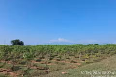 A Jatropha cultivation area of Star Japan Co., Ltd in My Son commune, Khanh Hoa province (Photo of Star Japan Co., Ltd) 