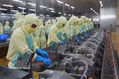 Workers process shrimp for export at the Minh Phu Seafood JSC in Ca Mau province. (Photo: VNA)