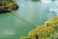 Golden flamboyant trees brighten Lam Dong bridge