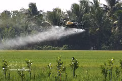 A drone used to apply fertiliser to rice fields in Can Tho city (Photo: VNA)
