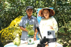 A livestream session promotes green-skinned pomelos grown in Cho Lach commune, Vinh Long province. (Photo: VNA)