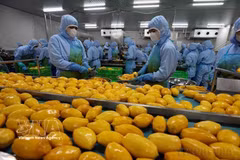 Workers processing agricultural products for exports. (Photo: VNA)