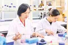 Research on extracting the bioactive compound vitexin from mung bean husks has contributed to improving the effectiveness of diabetes treatment. (Photo: nhandan.vn)