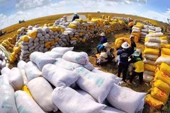 Vietnam's rice exports to Singapore have increased sharply (Photo: VFFA)