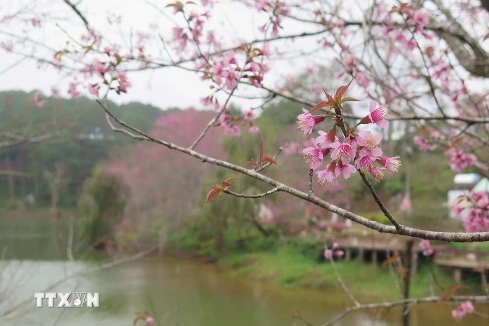 This year, the cherry blossoms in Mang Den are said to be more stunning than in previous years. (Photo: VNA)