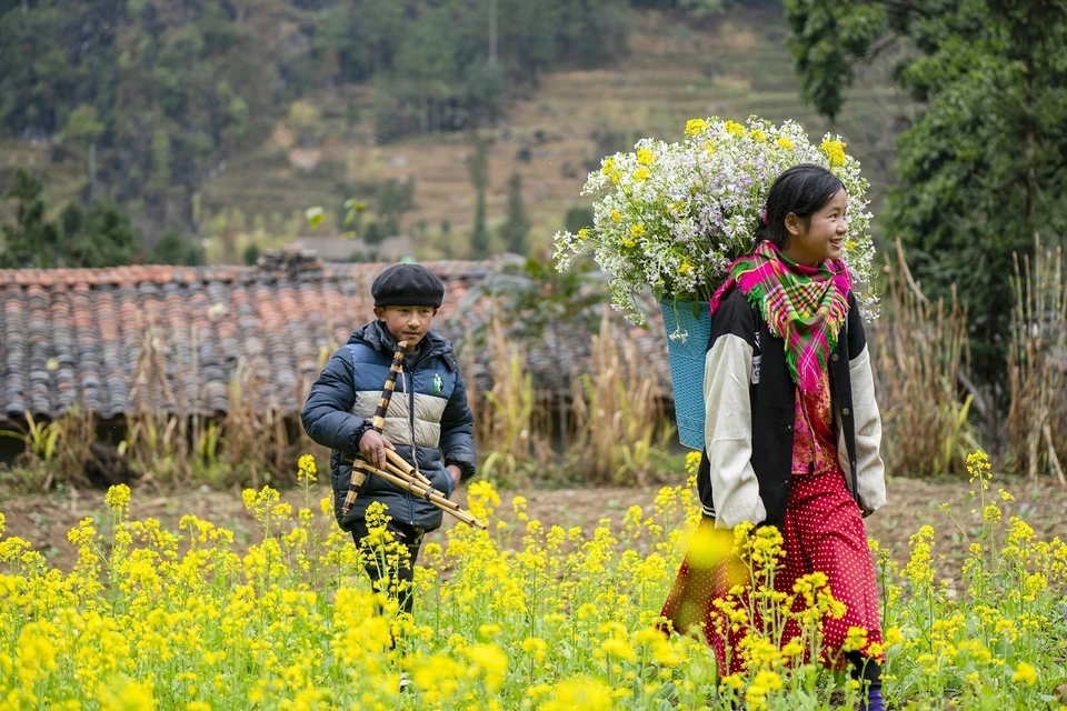 The golden mustard flowers brighten Sung La commune, Dong Van district, Ha Giang province. (Photo: VNA)