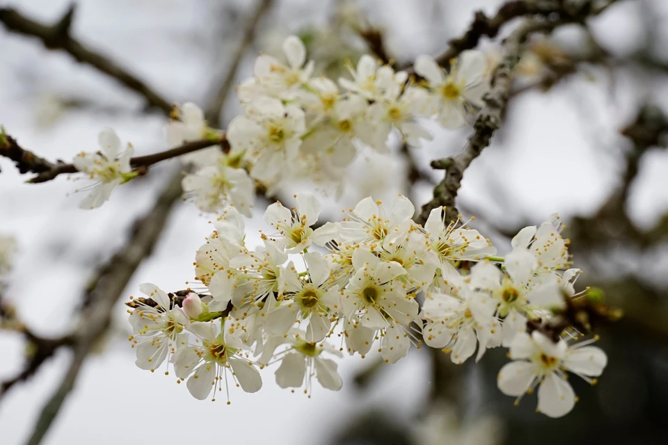 Bac Ha’s plum blossoms exude a gentle, pristine beauty. Photo: VNA