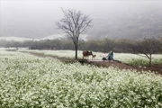 Moc Chau - a springtime plateau amid the clouds