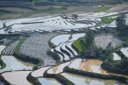 Lai Chau’s terraced fields shine during water-pouring season