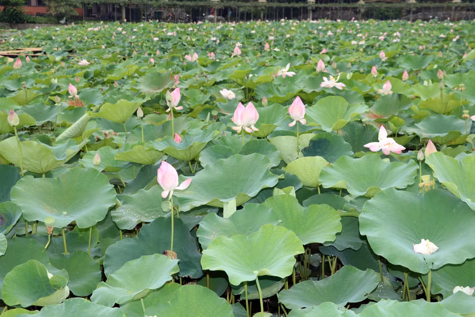 Lotus has long been linked to Buddhism, nobility, and pure thoughts. The flower has become a symbol of the culture, spirit, and character of the Vietnamese people. (Photo: VNA)