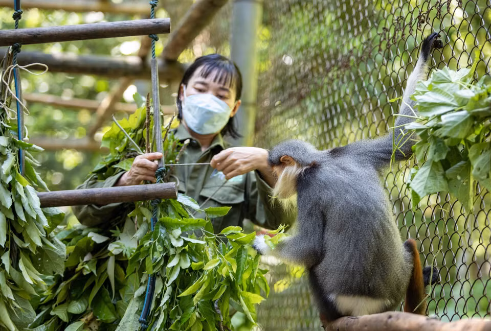 One of the primate species being protected at Cuc Phuong National Park (Photo: VNA)