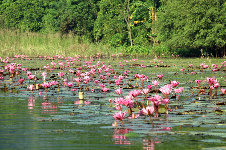 Since the end of October, the flowers start to bloom, attracting a large crowd of visitors. (Photo: VNA)