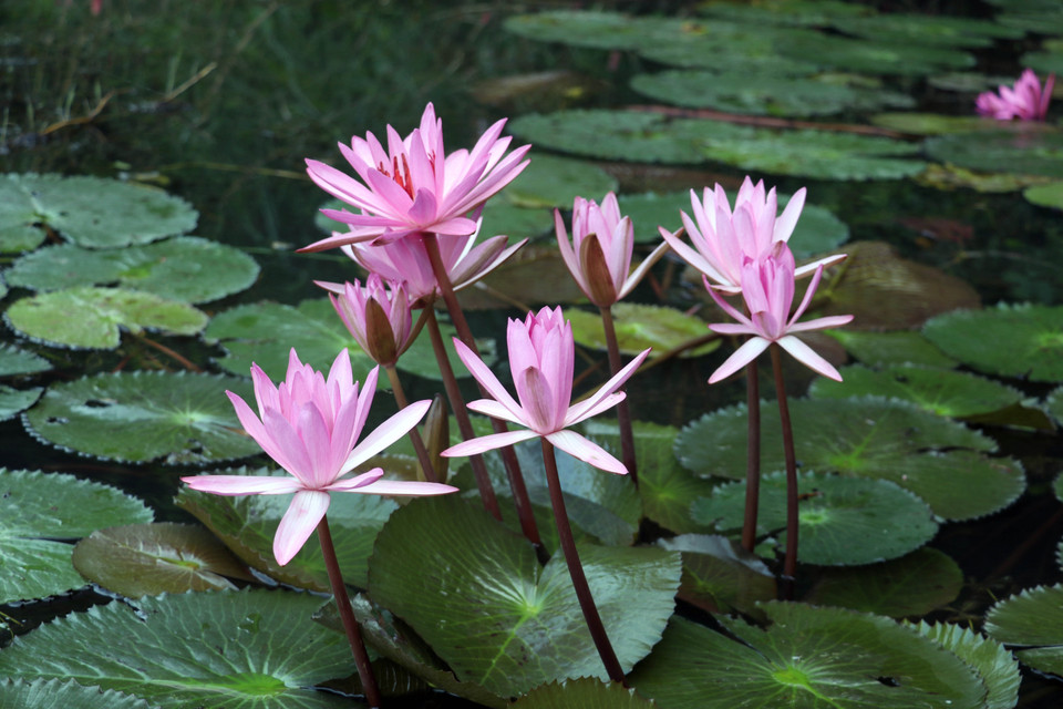 The best time to see the blooming purple water lily flowers is from 7AM to 10AM between October and December. With this new tourism experience offering, Ninh Binh hopes to attract more foreigners in the remaining months of the year. (Photo: VNA)