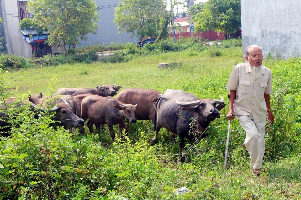 War veteran Bui Gia Vien, an AO victim living in Dong Van ward, Duy Tien town, Ha Nam province, has developed a livestock and poultry farming model that generates an income of up to 400 million VND (nearly 16,000 USD) per year. (Photo: VNA)
