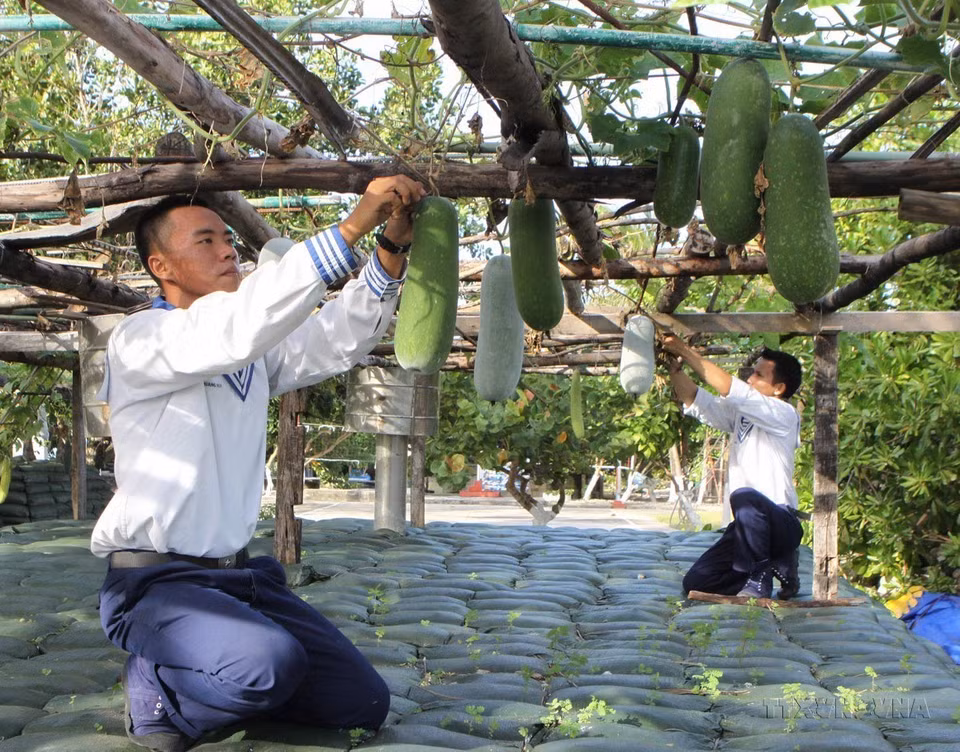 In addition to training for combat readiness to protect maritime and island sovereignty, soldiers on Nam Yet Island also engage in agricultural production to improve their quality of life. (Photo: Duong Giang - VNA)