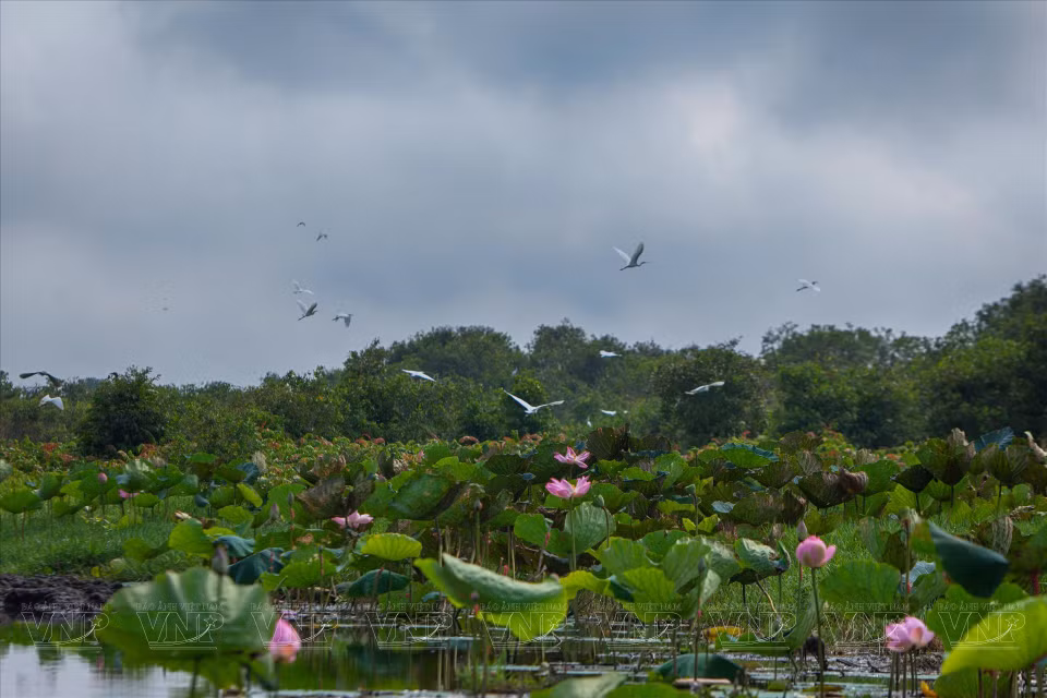 The lotus pond at Phuong Nam Farm is a popular destination, where visitors can take photos and enjoy lotus tea. (Photo: Vietnam Pictorial/VNA)
