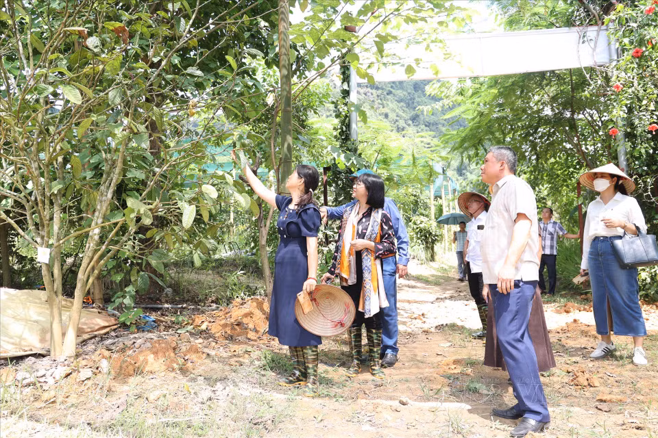 Representatives from various provinces visit sustainable medicinal herb cultivation models by the Union of Vietnamese Herbal Medicine and Organic Agriculture Cooperatives. (Photo: VNP/VNA)