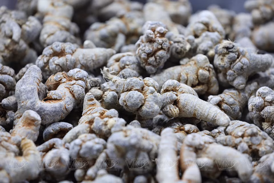 Commercial panax notoginseng (Photo: VNP/VNA)