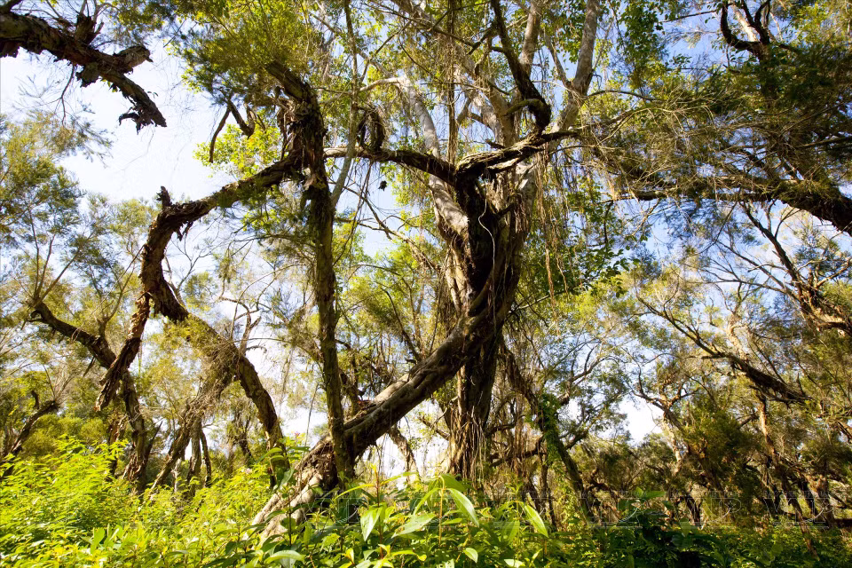 The cajuput tree (also known as Australian tea tree). (Photo: Vietnam Pictorial/VNA)