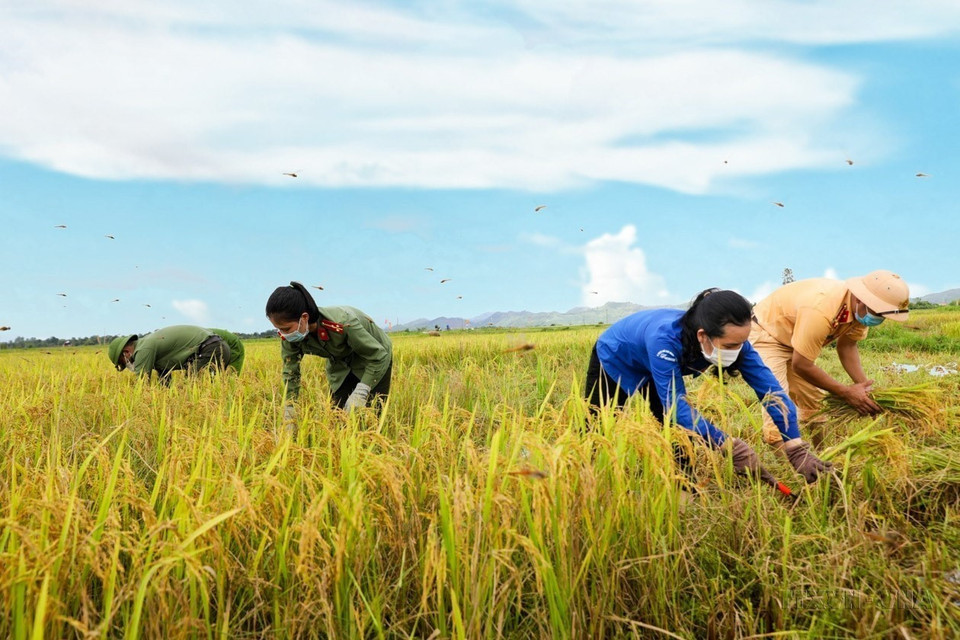 Officers and soldiers of Ha Tinh province’s Huong Son district collaborate with the district Youth Union to assist locals with the Summer-Autumn rice harvest (2021). (Photo: VNA)