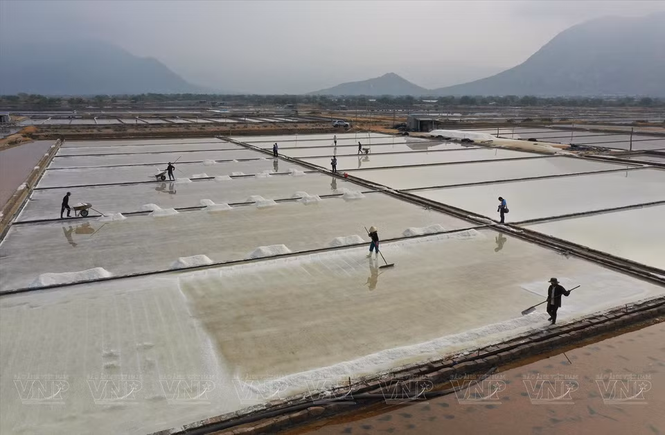 Salt farmers work on the Tri Hai salt fields in Ninh Thuan province. (Photo: VNP/VNA)