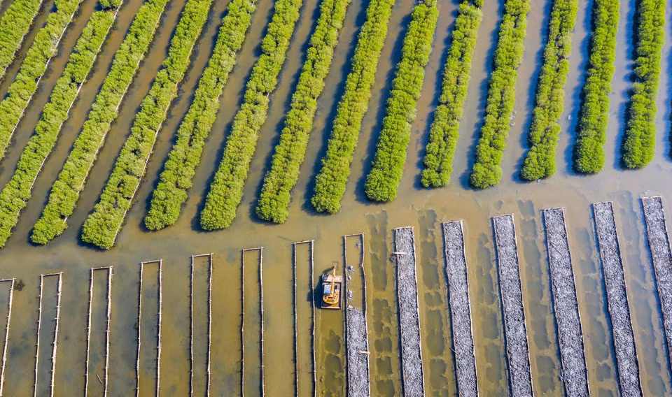 The Bau Ca Cai mangrove forest in Binh Thuan commune, Binh Son district, Quang Ngai province has been restored since 2015. (Photo VNA)