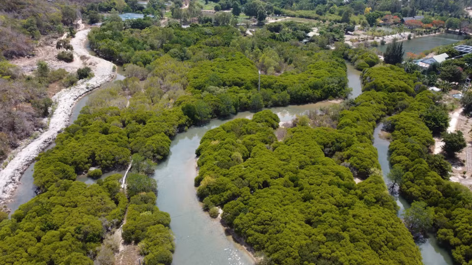 The mangrove forest on Hoa Lan island, Ninh Phu commune, Ninh Hoa town, Khanh Hoa province is well preserved and developed, creating a diverse ecosystem. (Photo: VNA)