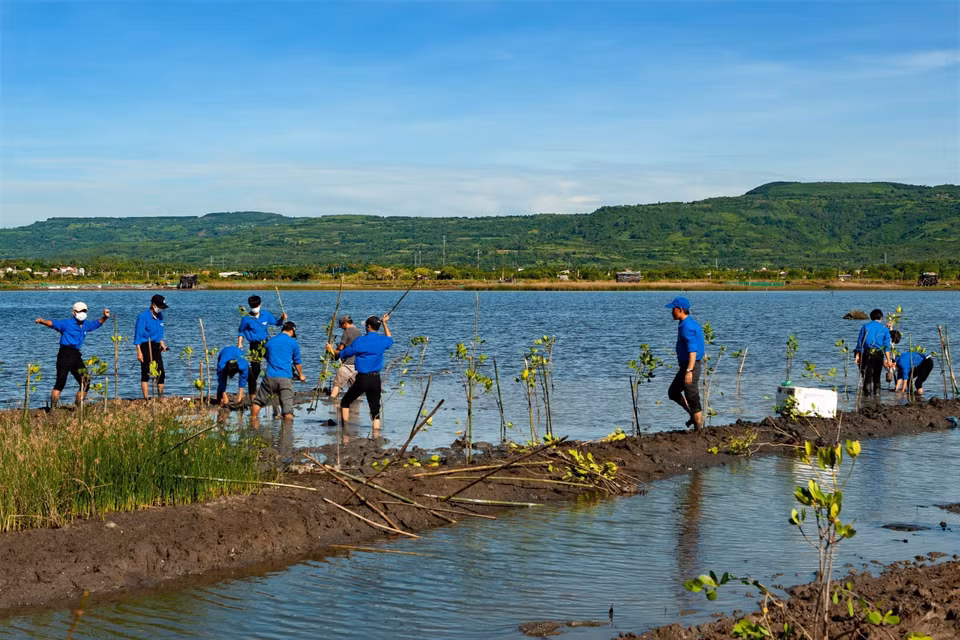 Phu Yen youths restore the greenery of O Loan Lagoon. (Photo VNA)