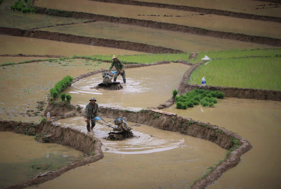 Farmers prepare land for rice transplanting. (Photo: VNA)