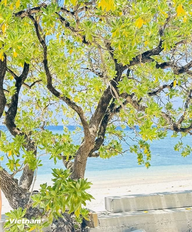 The phong ba tree stands proudly, yet it possesses a graceful and supple form, with its branches curving in the direction of the wind. (Photo: Vietnamplus)