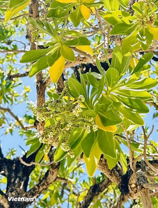 The bark of the phong ba tree is rough and rugged, bearing witness to the harsh conditions it endures on the sun-drenched Truong Sa islands. (Photo: Vietnamplus)