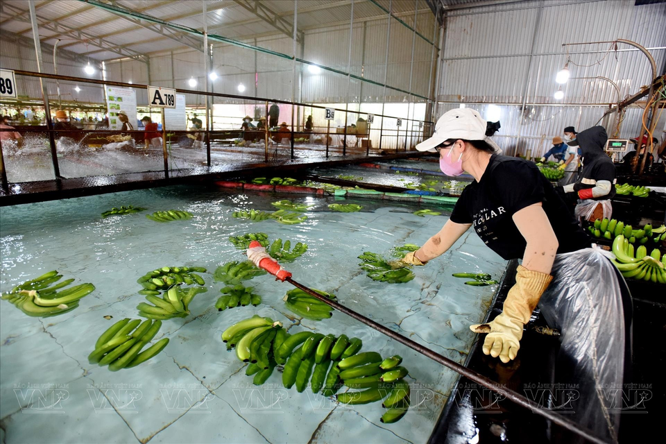 Bananas are cleaned in a specialized tank system. (Photo: VNP/VNA)