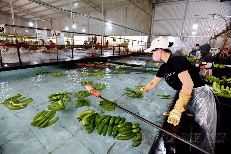 Bananas are cleaned in a specialized tank system. (Photo: VNP/VNA)