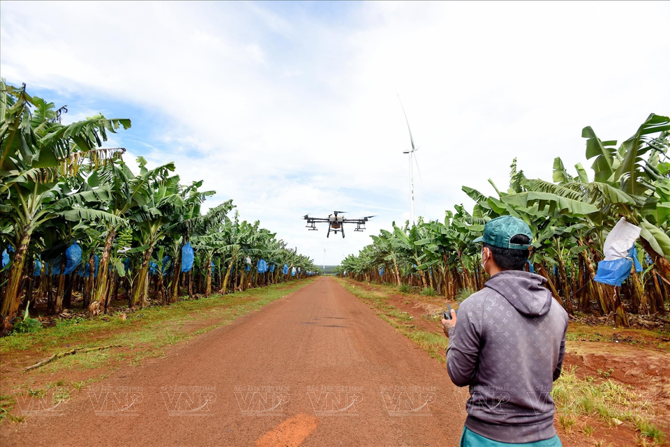 The use of drones allows for efficient management and care over a large planting area. (Photo: VNP/VNA)