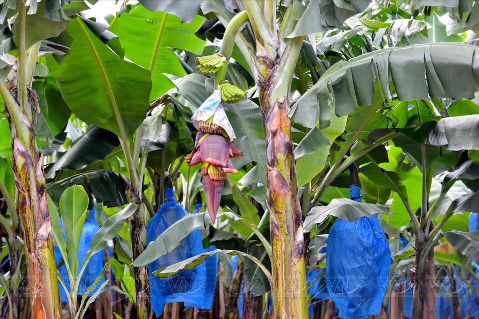 Banana trees start to flower when they are about one year old. (Photo: VNP/VNA)