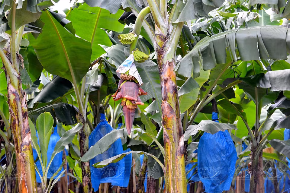 Banana trees start to flower when they are about one year old. (Photo: VNP/VNA)