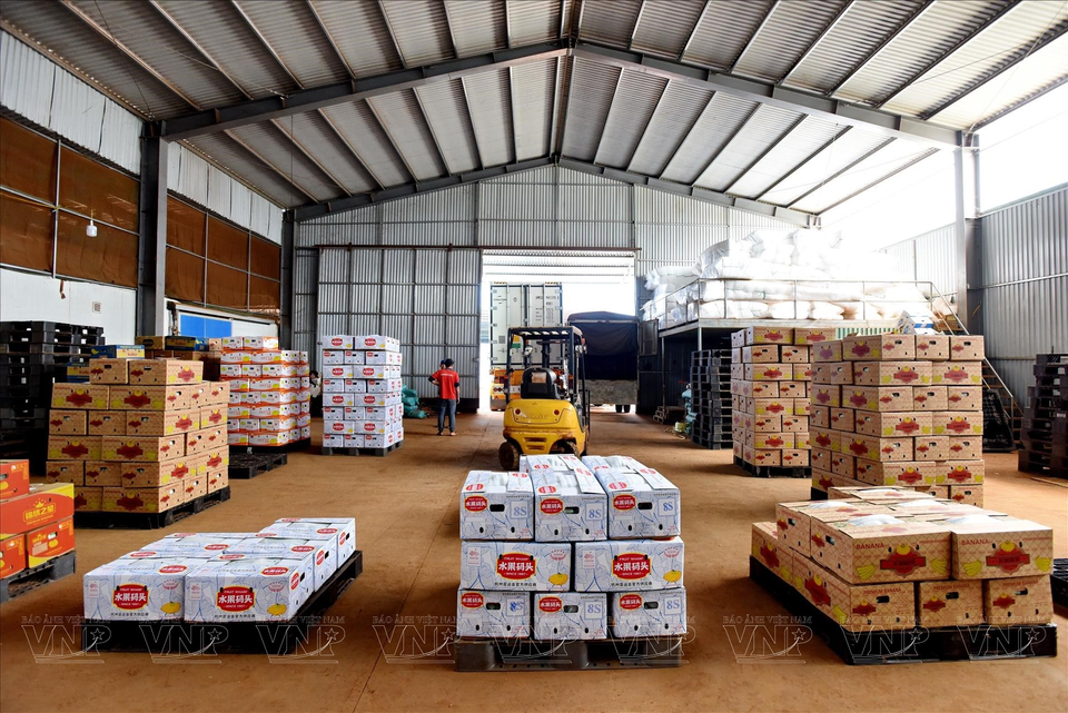 Batches of finished bananas are packed into refrigerated containers for transportation to the export port. (Photo: VNP/VNA)