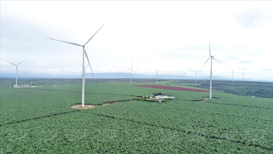 A view of the 400ha banana cultivation area of the Hung Son Company in the Central Highlands province of Gia Lai. (Photo: VNP/VNA)
