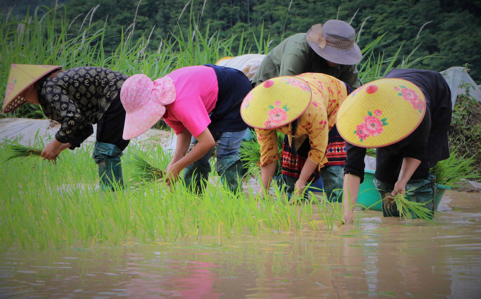 Mong people are busy transplanting rice. (Photo: VNA)