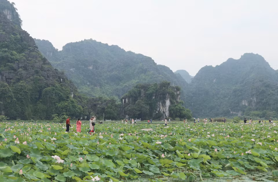 The full-bloom lotus pond nestles amidst majestic mountain ranges. (Photo: VNA)