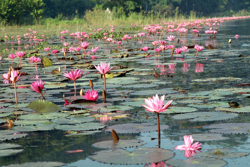 Tens of thousands of purple water lily flowers bloom in harmony, creating a breathtaking and poetic scene on the Ngo Dong river at Tam Coc tourist area, Hoa Lu district, Ninh Binh province. (Photo: VNA)