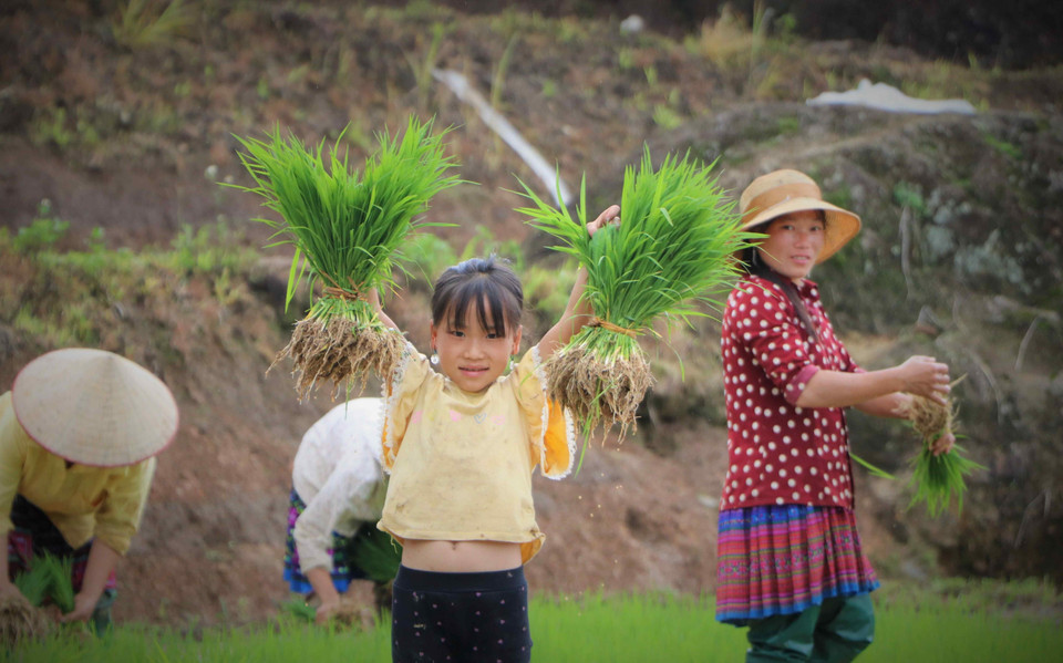 Mong children follow their mothers to terraced fields. (Photo: VNA)