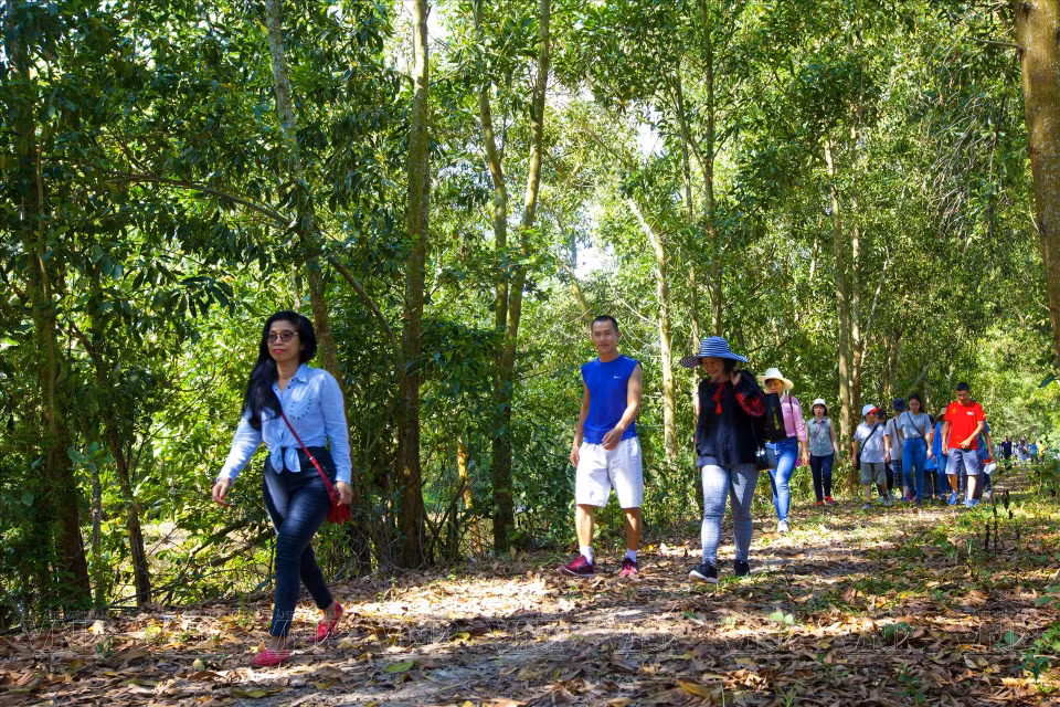 Visitors walk to explore the cajuput forest at the Endless Field tourist area. (Photo: Vietnam Pictorial/VNA)