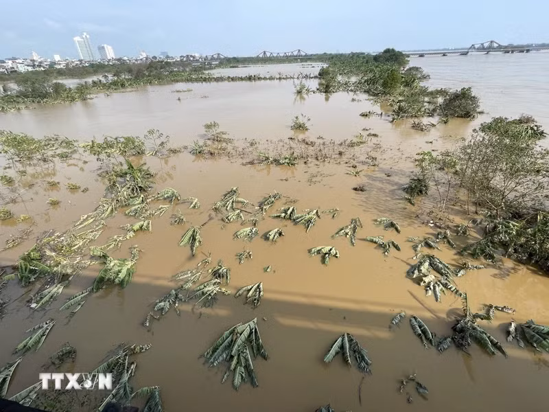 The rivers' water levels are steadily receding, with the middle banks of the Red River reemerging after being submerged for several days. (Photo taken at 8:15 AM, September 13, 2024, by VNA).