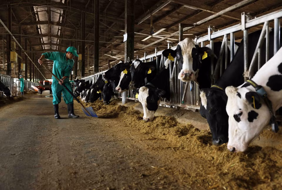 The Binh Dinh dairy farm in Nhon Tan commune, An Nhon town, currently houses 1,000 milking cows, producing nearly 900 tonnes of fresh milk each month (Photo: VNA)