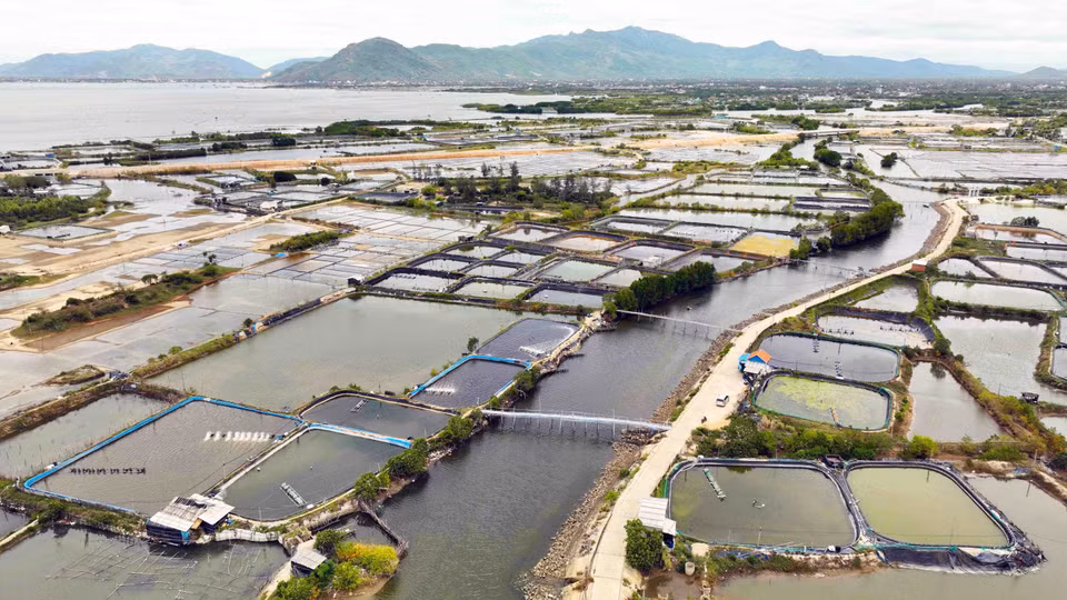 Binh Dinh targets 4,300 hectares of aquaculture by 2030, with a total farming output of 24,000 tonnes per year. (Photo: VNA)