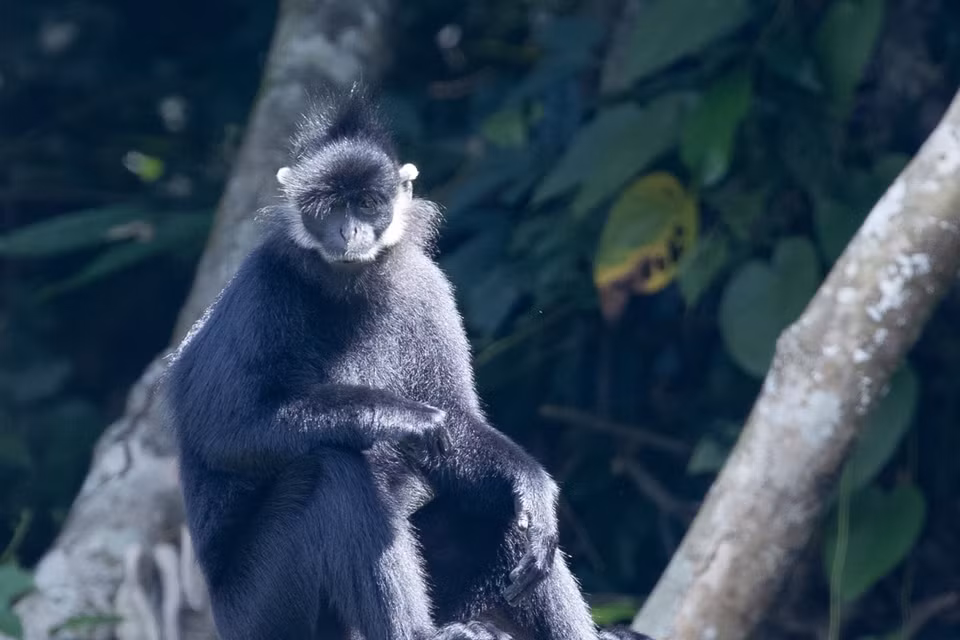 One of the primate species being protected at Cuc Phuong National Park (Photo: VNA)