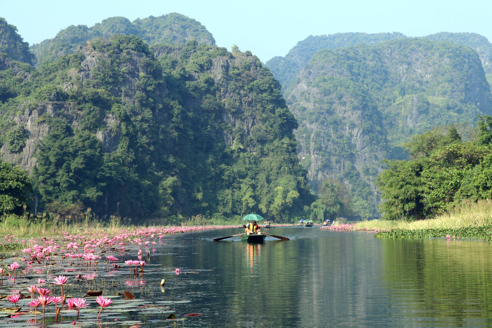 The flowers bring a new look to the local tourism, enhancing visitors’ sightseeing experience at Tam Coc tourist area, Hoa Lu district, Ninh Binh province. (Photo: VNA)
