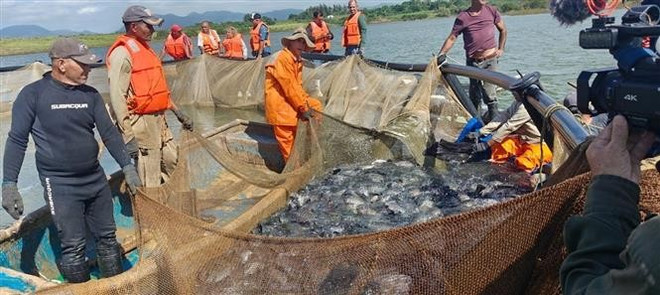Farmers harvest cage-farmed tilapia. (Photo: VNA) Farmers harvest cage-farmed tilapia. (Photo: VNA)